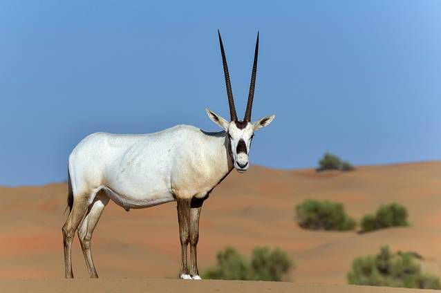 Arabian oryx
